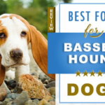 dog food for basset hound