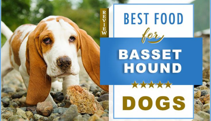 dog food for basset hound