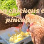 can chickens eat pineapple