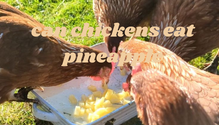 can chickens eat pineapple